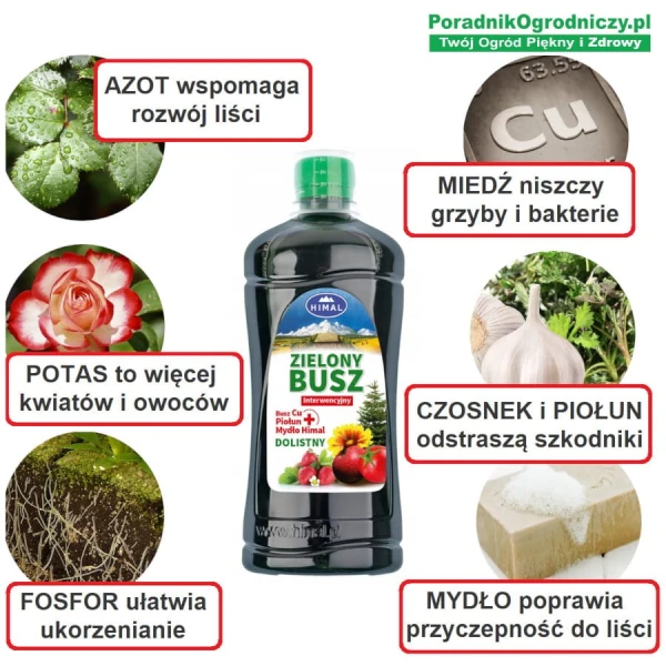 zielony-busz-zalety.jpg
