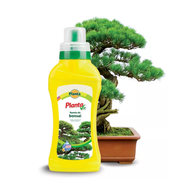 bonsai.png